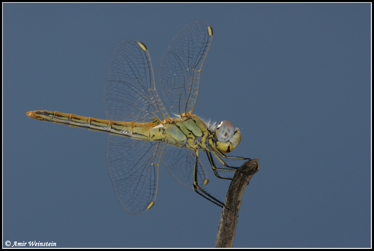 Sympetrum fonscolombii  d''Israele